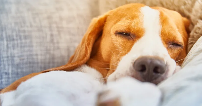 Vabba med djur - får man det? En trött hund ligger i en soffa. 