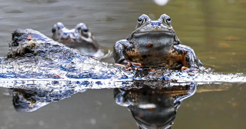 Grodor i vattenpöl