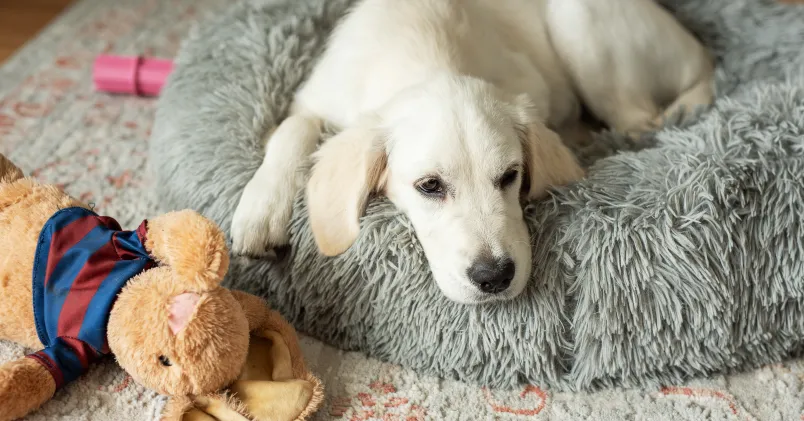 Hund som ligger i hundkorg