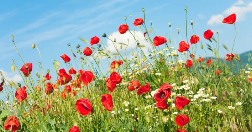Kollega önskar glad sommar. På bilden ett fält fyllt med sommarblommor. 