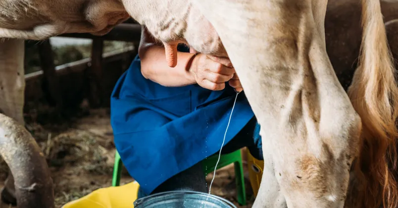 Kvinna mjölkar en ko