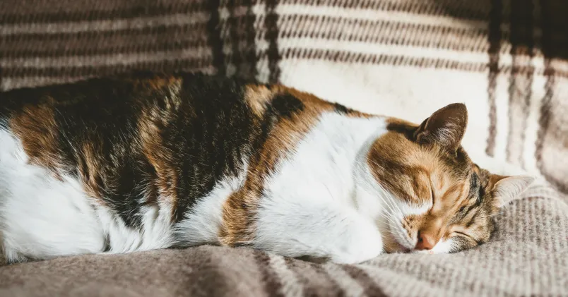 En katt som sover på en soffa