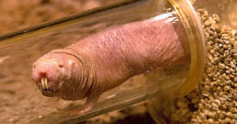 Ökenråtta