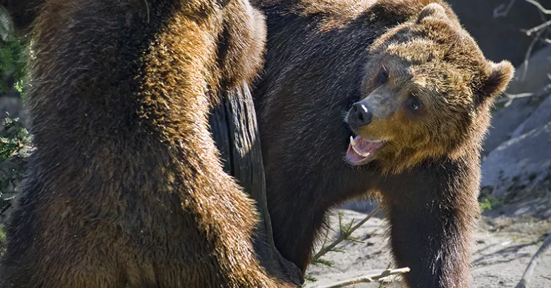 Claudio Bresciani/TT