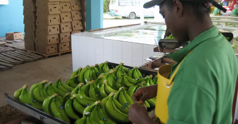 En arbetare tvättar och etiketterar rättvisemärkta bananer på Cooprobata i Dominikanska Republiken. Fairtrade