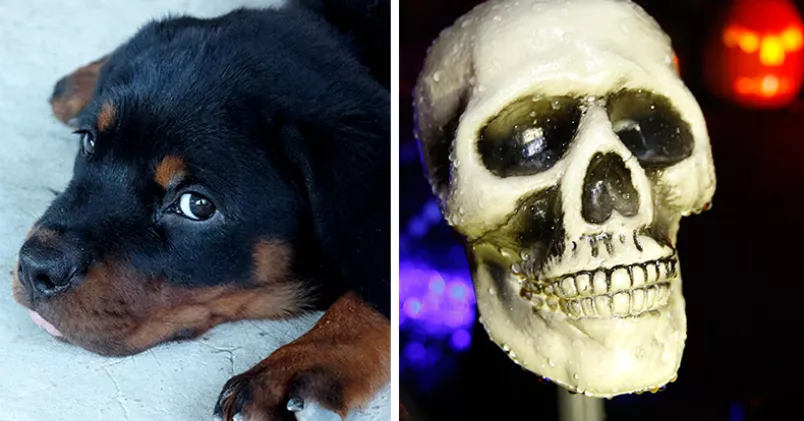 Noppharat Manakul/Colourbox & Terje Pedersen/NTB Scanpix/TT