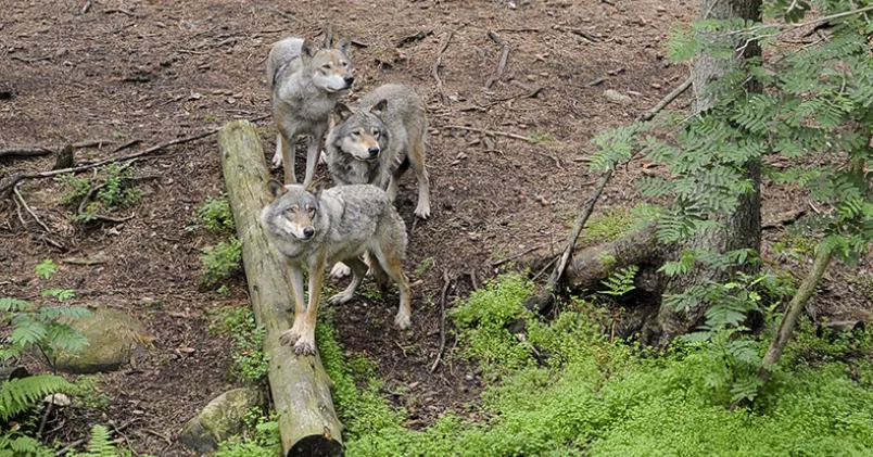 Pontus Stenberg / TT