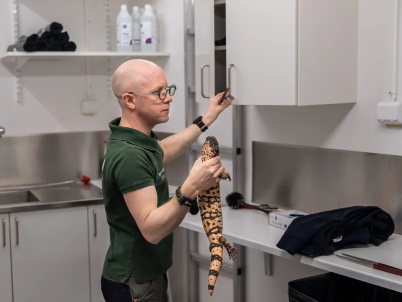 Eric Sundman håller i en stor ödla framför ett skåp i ett arbetsrum.