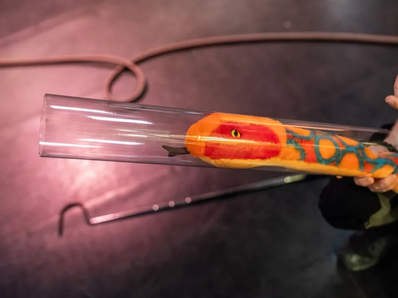 En färgglad leksaksorm i ett plaströr, som kallas för tubningsrör