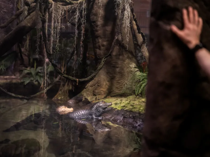 En mörk bild på världens minsta krokodildjur pansarkajmanen som ligger helt stilla i vattnet.