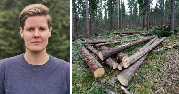 Carola Hellström och bild på avverkad skog.