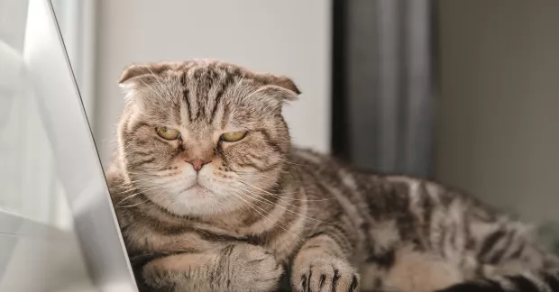 En katt som ligger på en dator