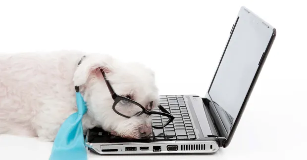 Hund vid dator. 