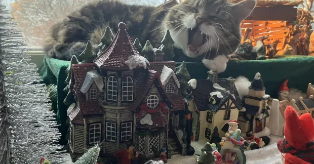 Kattgodzilla i julkrubba