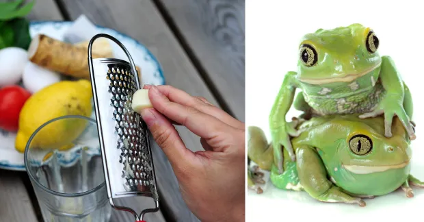 Riven rotfrukt över glas tillsammans med tallrik med huskursingredienser och två grodor bredvid – illustration av alternativa huskurer.