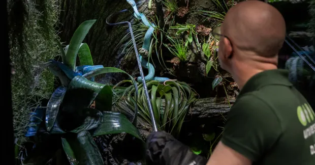 Eric Sundman står med ryggen mot kameran, bär en stor handske och försöker fånga en knallblå orm med en lång krok