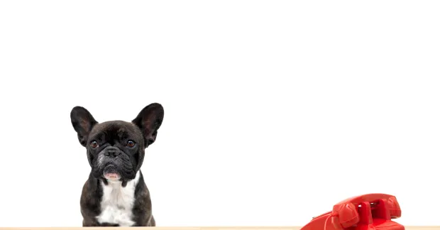 Får jag ta med hunden till jobbet