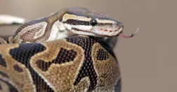 Pytonorm med tungan ute.