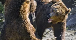 Claudio Bresciani/TT