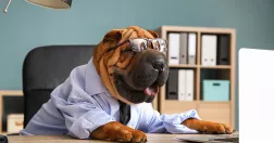 Hund iförd skjorta och glasögon sitter vid skrivbord.
