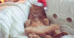 Rödhårig katt sover på rygg iförd tomteluva.