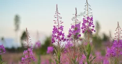 Mjölkört på äng.