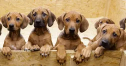 Markus Schreiber/AP Photo/Scanpix