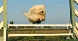 agility 